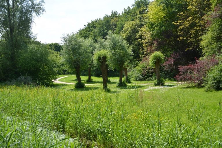 Bossen en bomen
