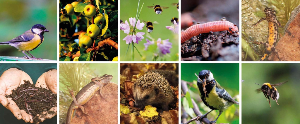6 plaatjes van de natuur met groene appels, bijen, wormen, hagedis en een vogel.